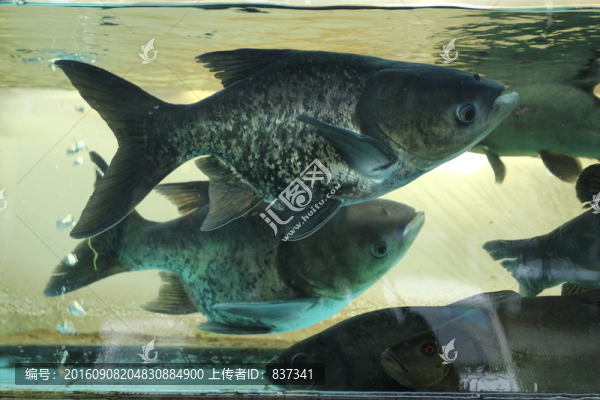 大頭魚