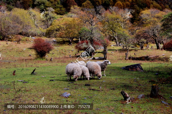 川西高原風光