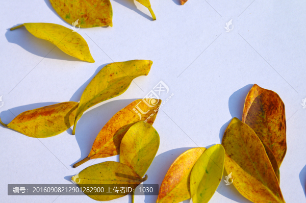 樹(shù)葉,背景