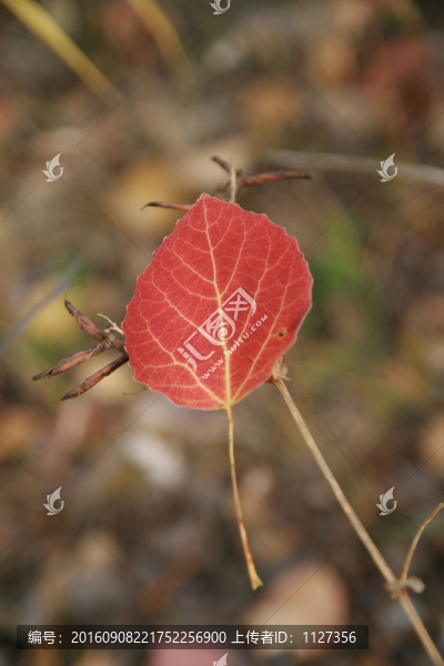 紅葉
