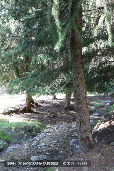 松林小溪