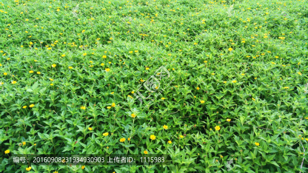 芳草萋萋