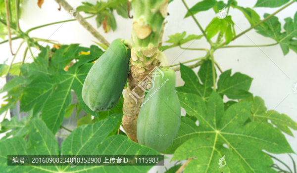 木瓜樹(shù)