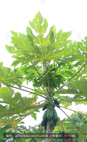 木瓜樹(shù)