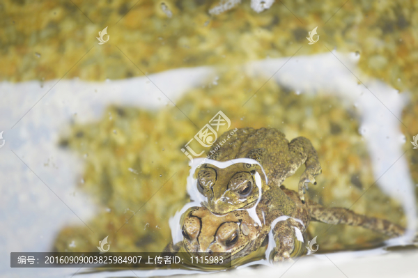 青蛙交配