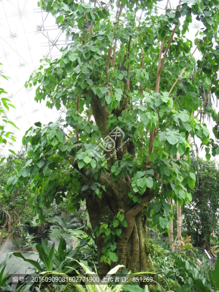熱帶植物