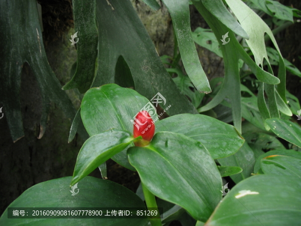 紅色花蕾