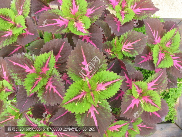 色葉植物