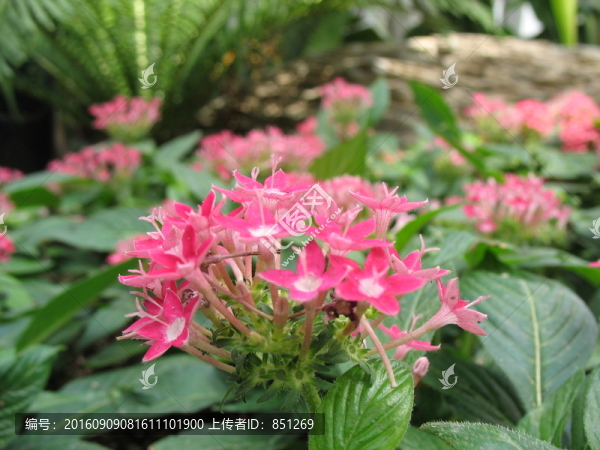 桃紅色花