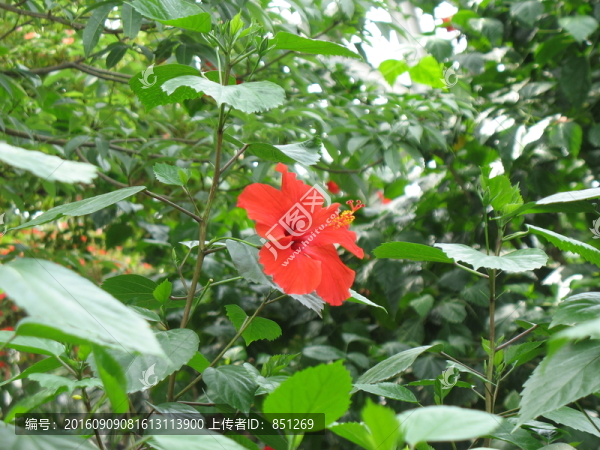 紅花