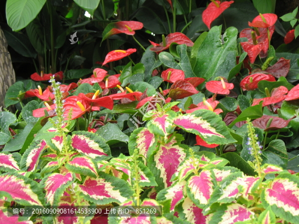 紅掌花