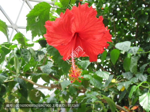 紅花