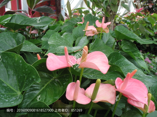 紅掌花