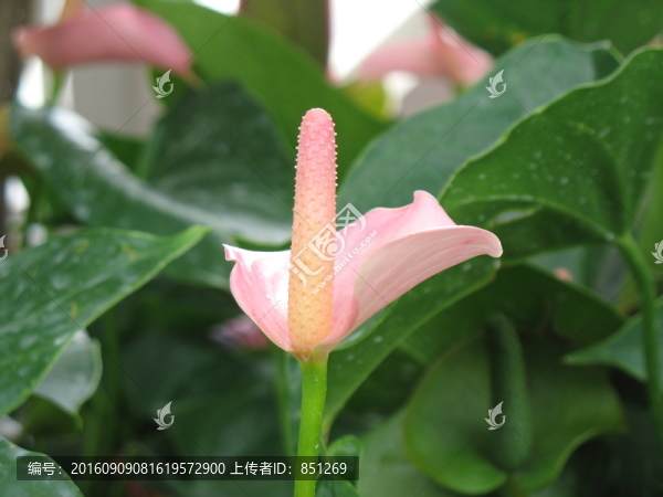 粉紅掌