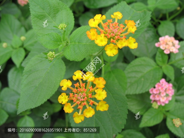 小花簇