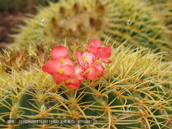 仙人球花