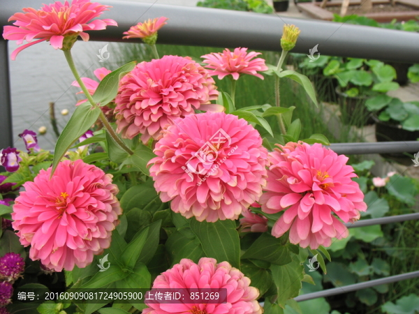 紅色波斯菊