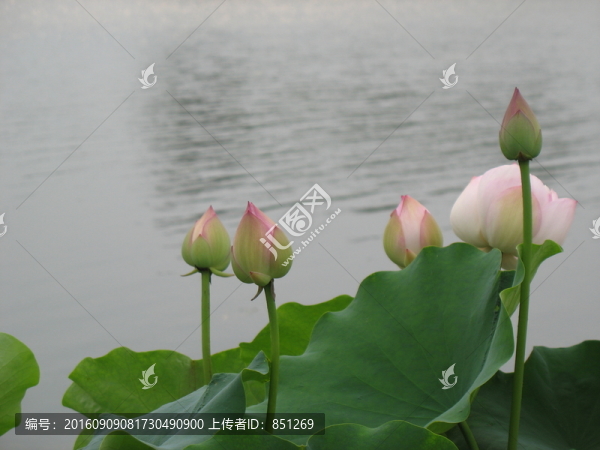 一組蓮花