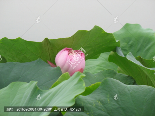 于蓮葉下