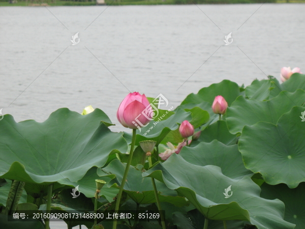 湖畔蓮花