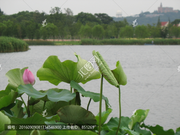 荷花與遠(yuǎn)山上的天主堂