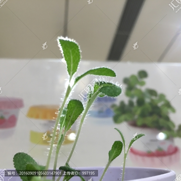 小植物