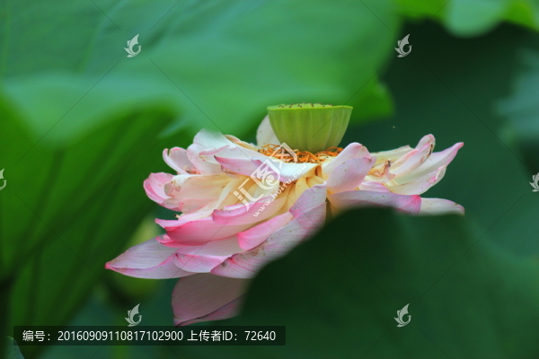 荷花