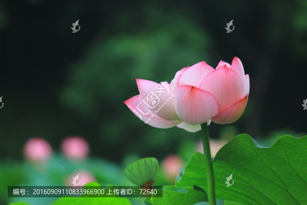 荷塘麗影