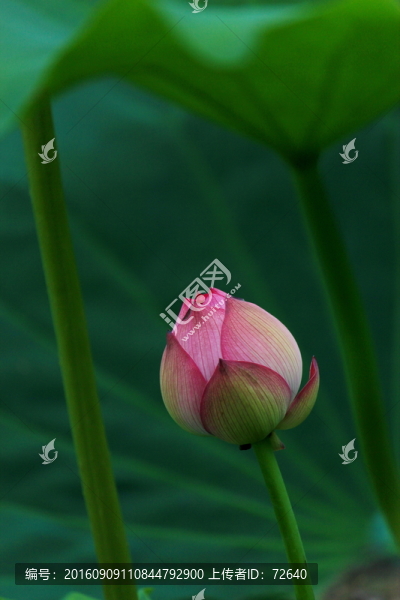 荷花花苞