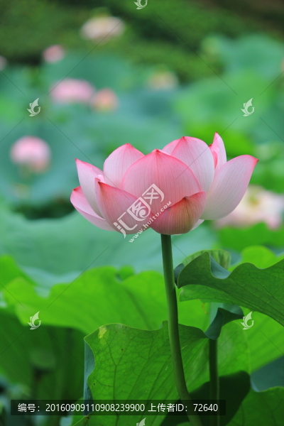 荷塘麗影
