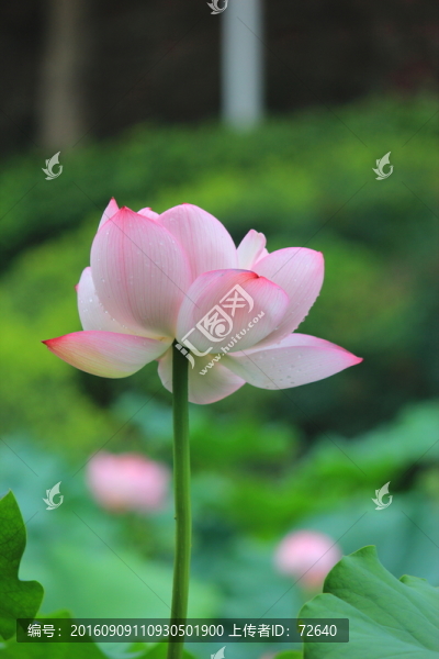 粉荷