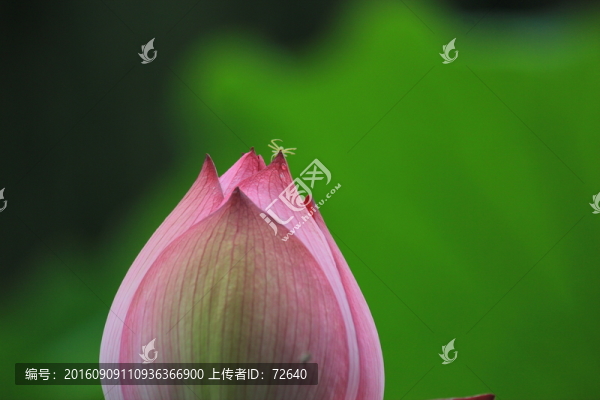 出水芙蓉