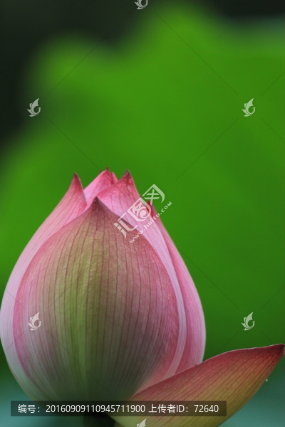 荷花花苞