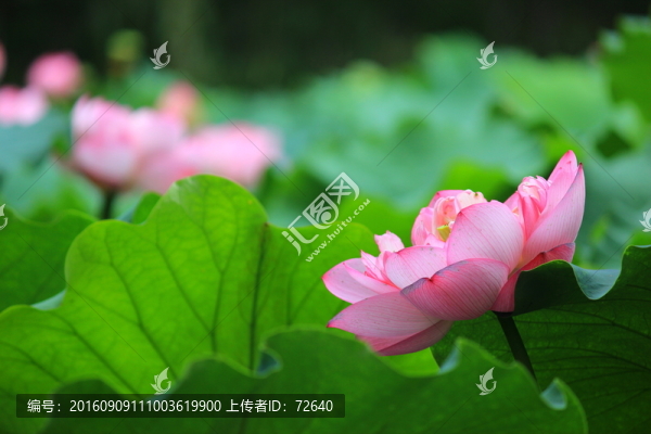 荷塘