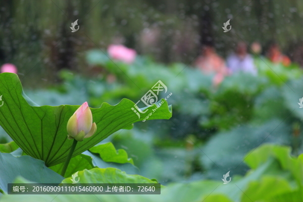 雨荷