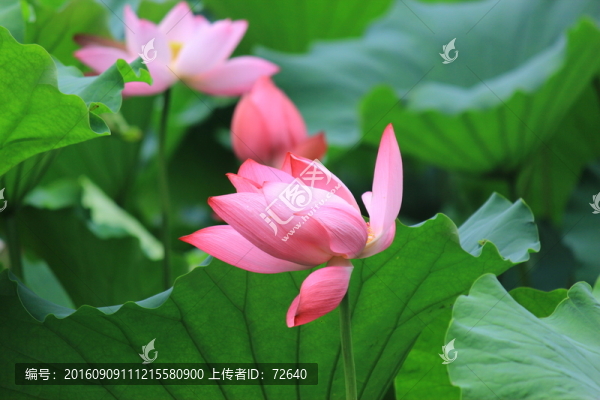 中秋賞荷