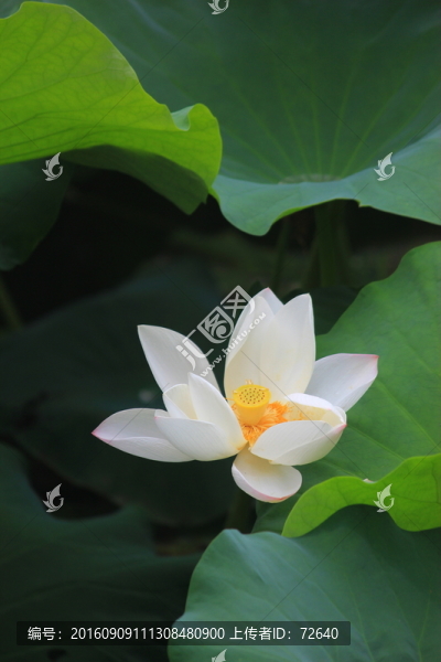 荷塘月色