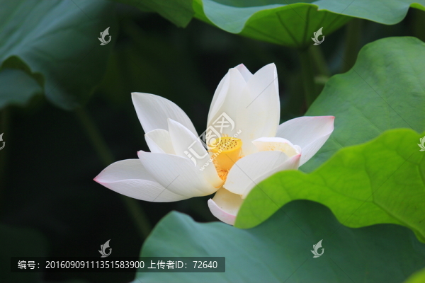 荷香