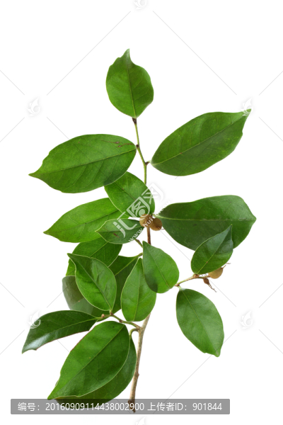 蚊母樹