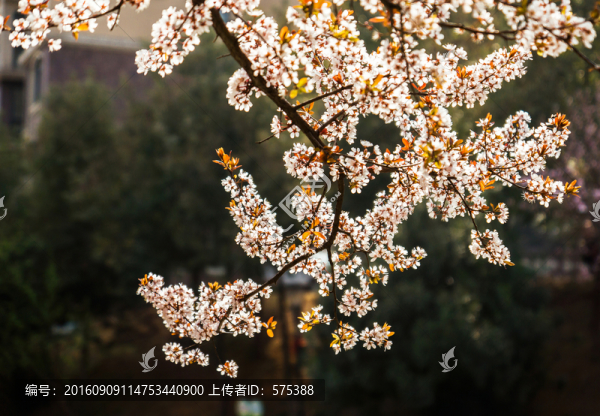 陽光下的花樹