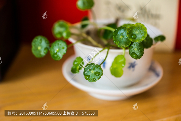 金錢草盆景