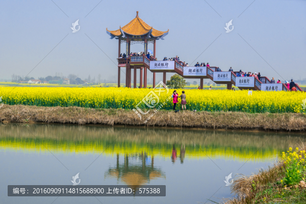 油菜花