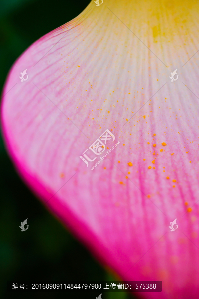 荷花花瓣