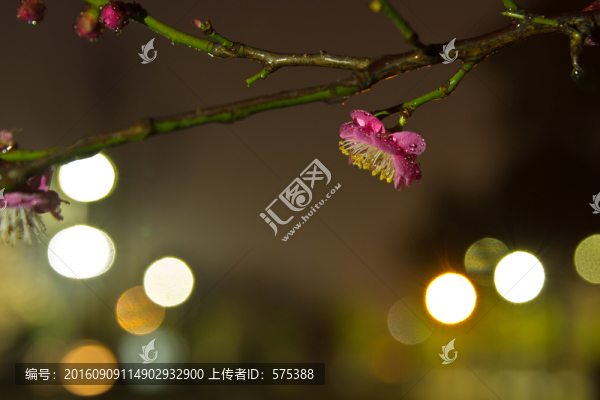 夜晚的梅花