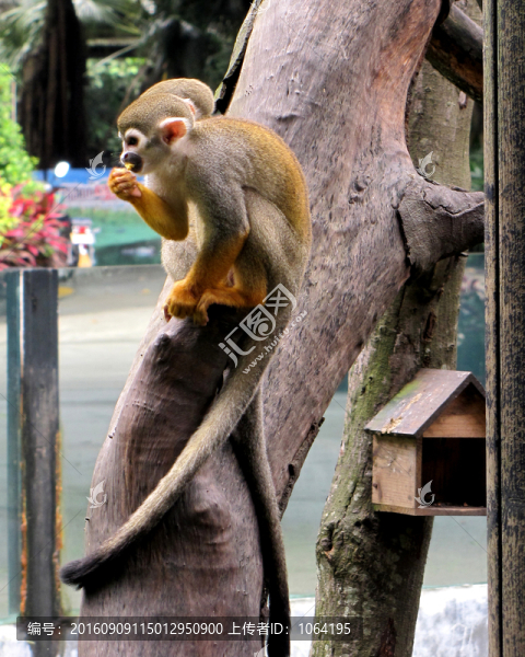 長隆野生動物世界,金絲猴