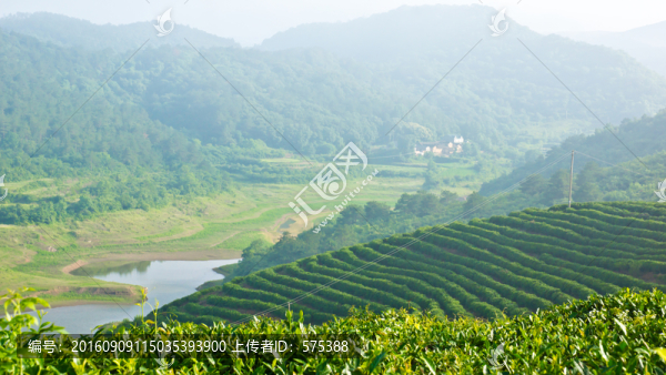 茶山風(fēng)光