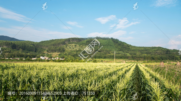 玉米地全景