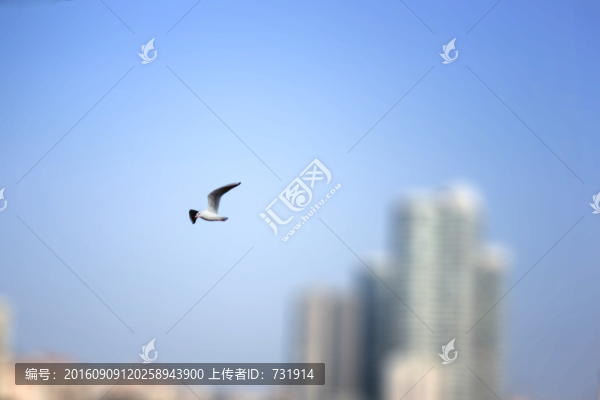 海鷗