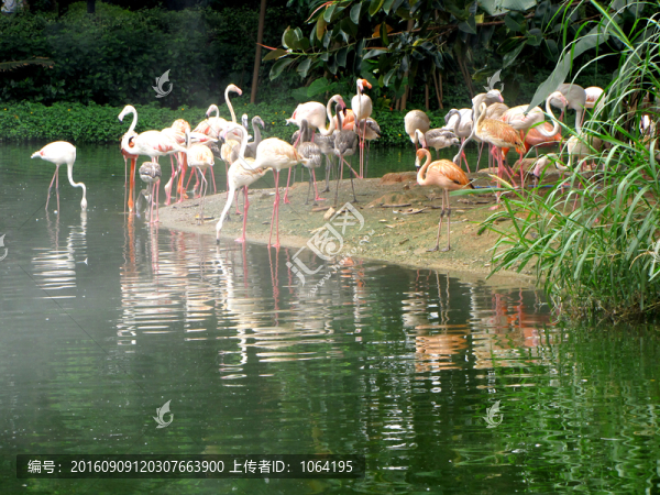 香江長(zhǎng)隆野生動(dòng)物世界,火烈鳥(niǎo)