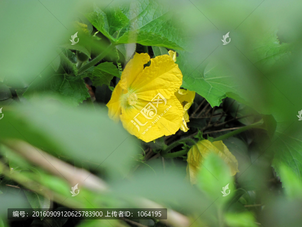南瓜花,黃色的花